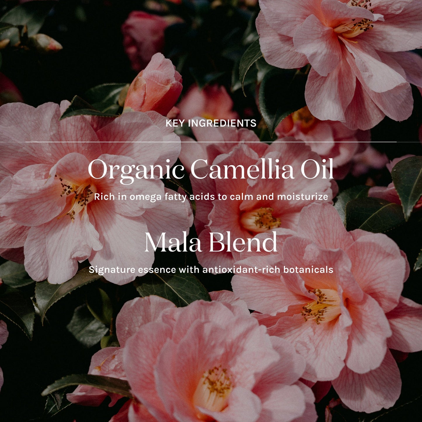 key ingredients for essential peptide serum