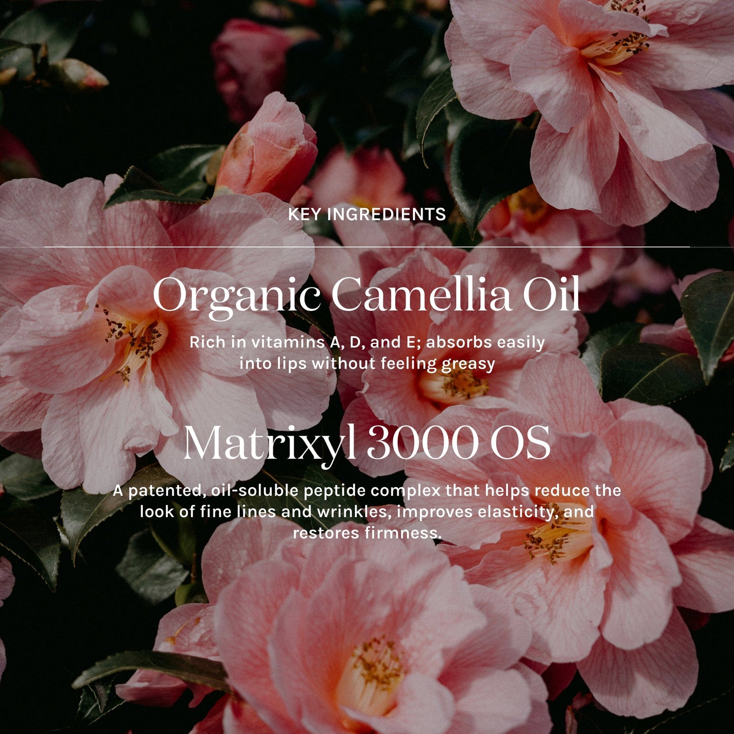 Key Ingredients of cleansing oil, peptide serum, and vitamin c serum